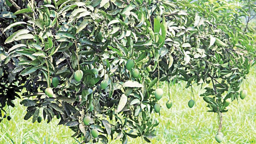 rangpur_haribhanga.jpg
