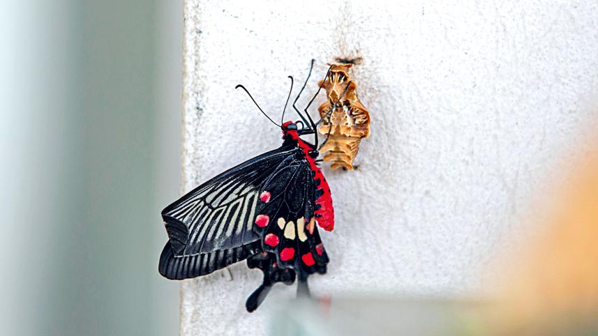 colourful-wings-2.jpg
