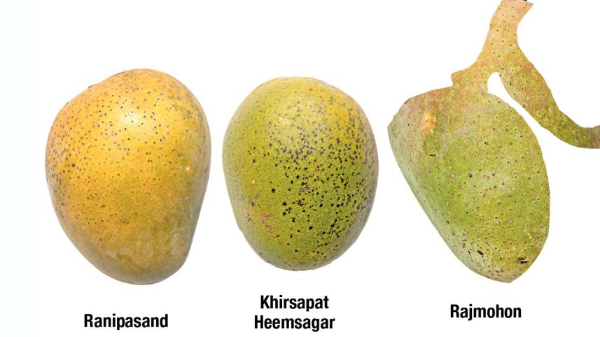 mango11.jpg