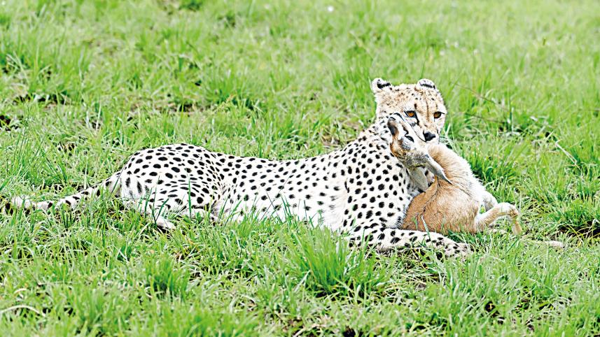 tiger and deer