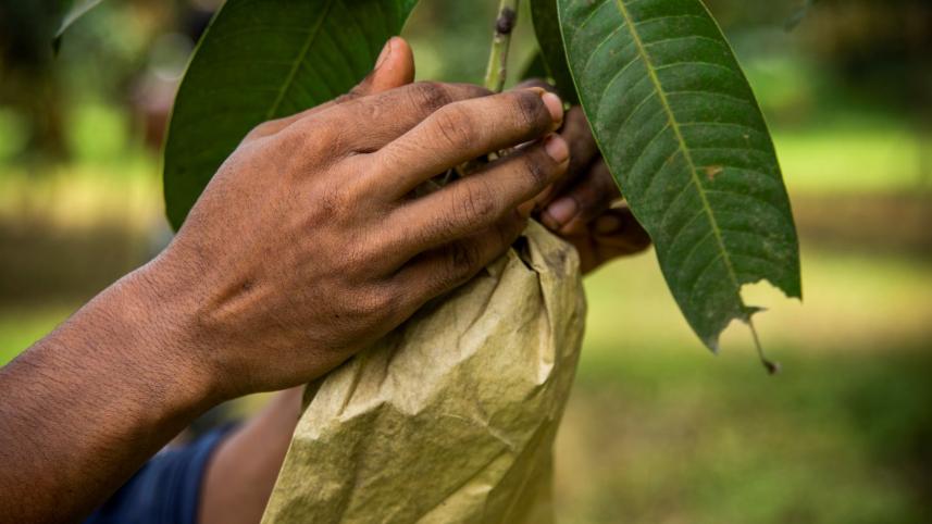 Mango Cultivation