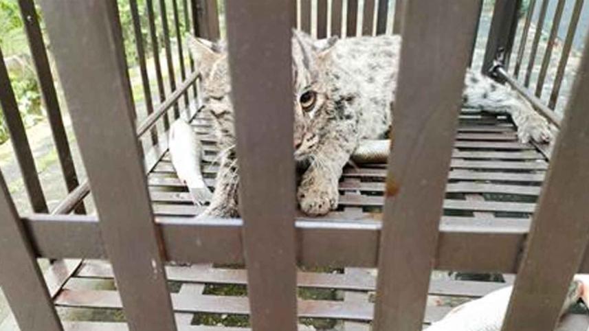 sylhet-affected-wildlife.jpg