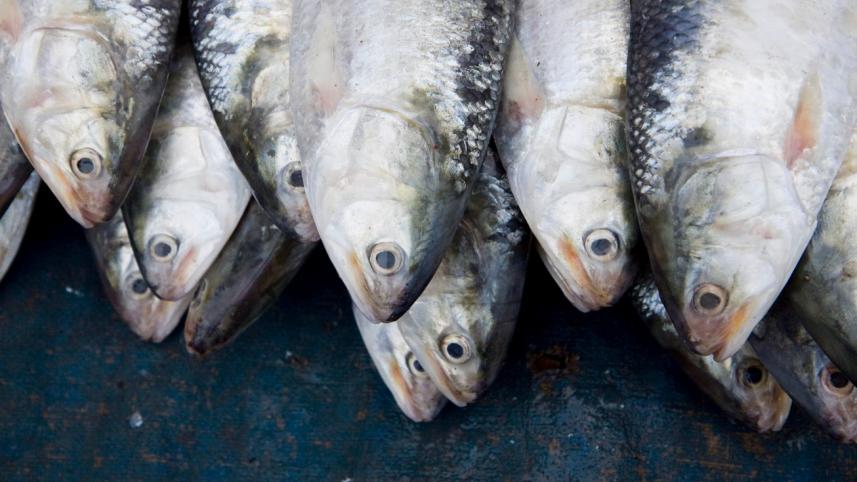The health benefits of eating hilsa 