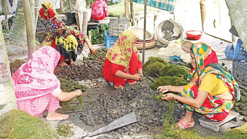 pirojpur_floating_cultivation.jpg