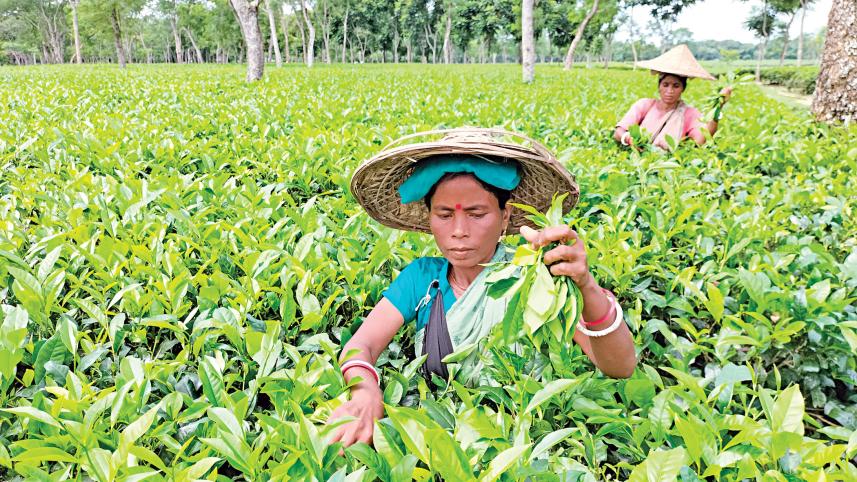 sreemangal-sylhet.jpg