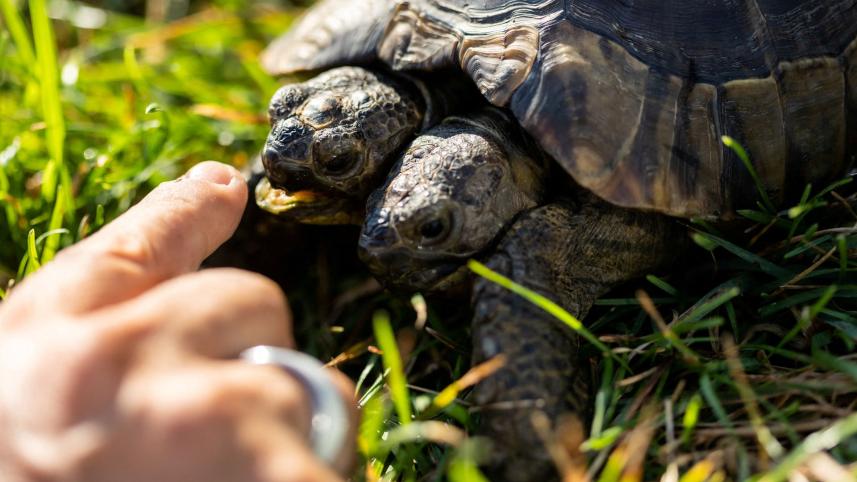 tortoise.jpg
