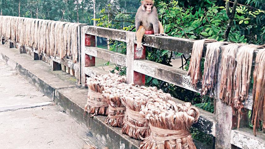 jute.jpg