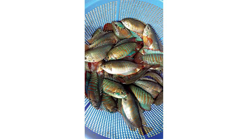 bangladesh-fisheries-research-institute-1.jpg