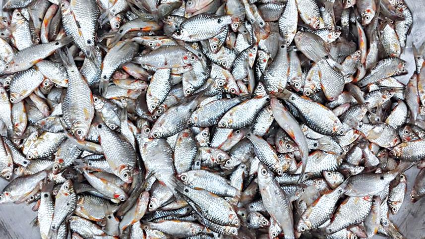 bangladesh-fisheries-research-institute-2.jpg