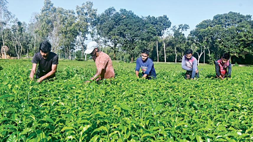 tea-worker.jpg