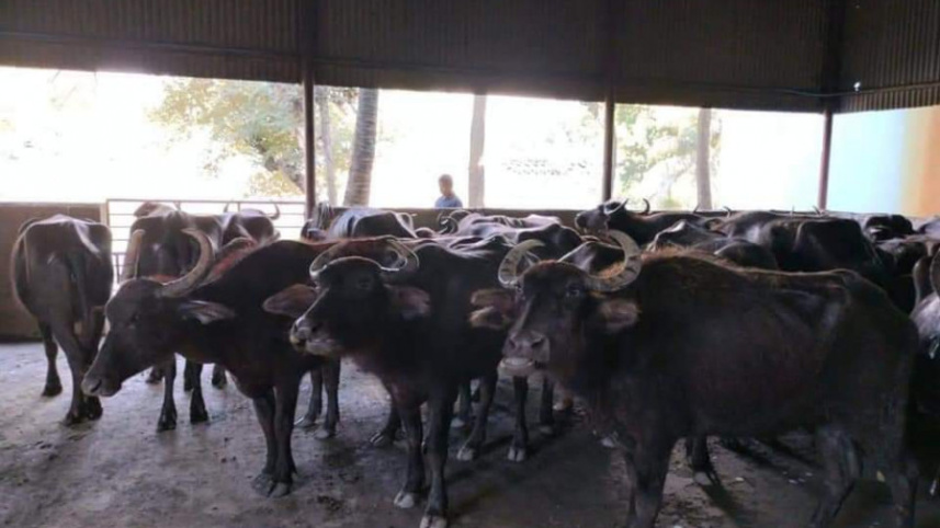 buffaloes