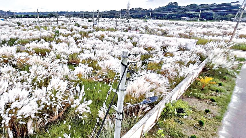 downy-white-flowers-1.jpg