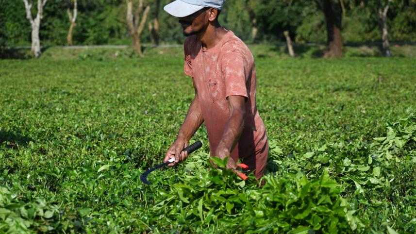 op_2_-_tea_worker_in_a_garden_in_tetulia_panchagarh_-_mostafa_shabuj.jpg