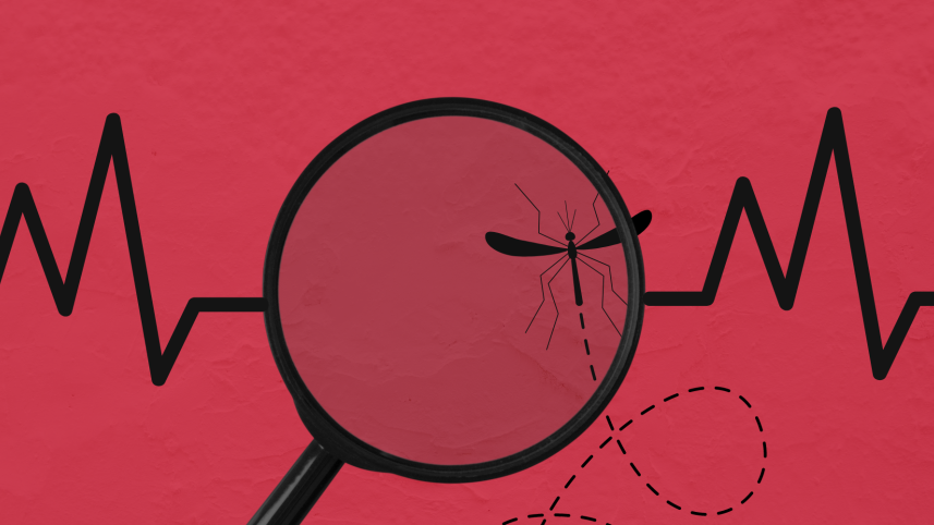 A mosquito caught under a magnifying glass