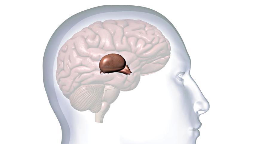 pineal-gland.jpg