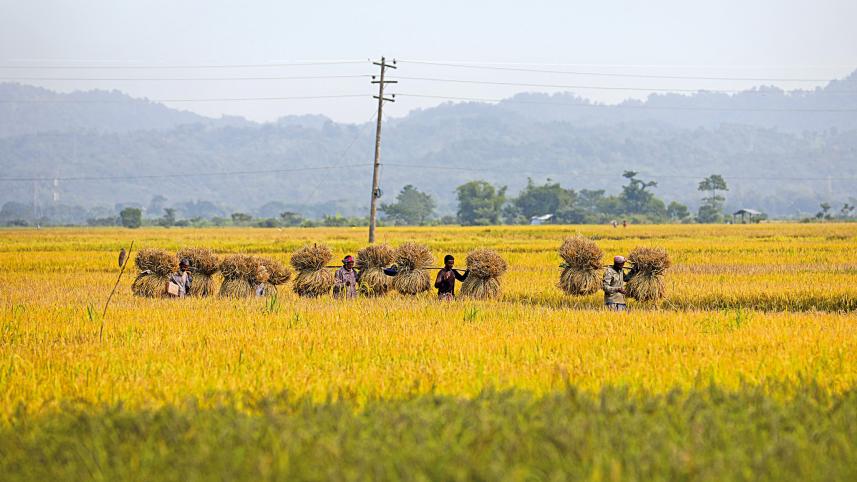 gumai-beel1.jpg