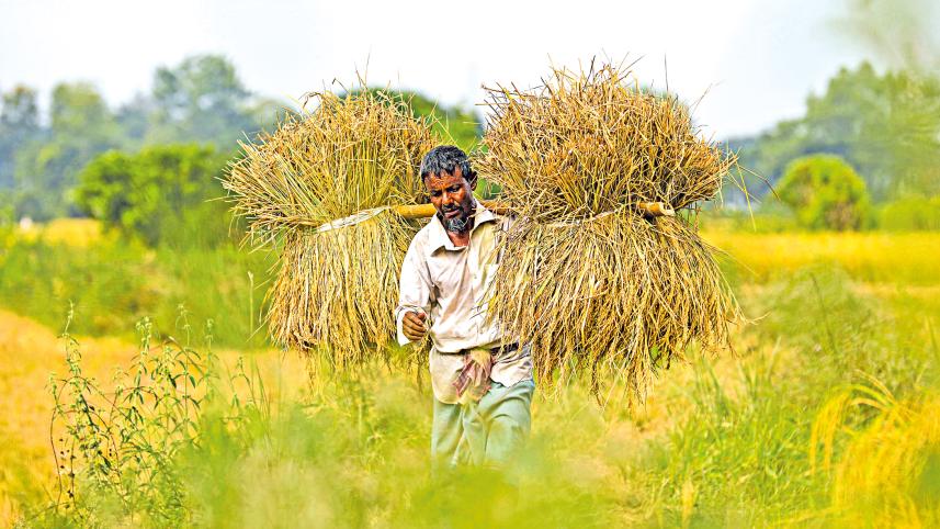 gumai-beel2.jpg