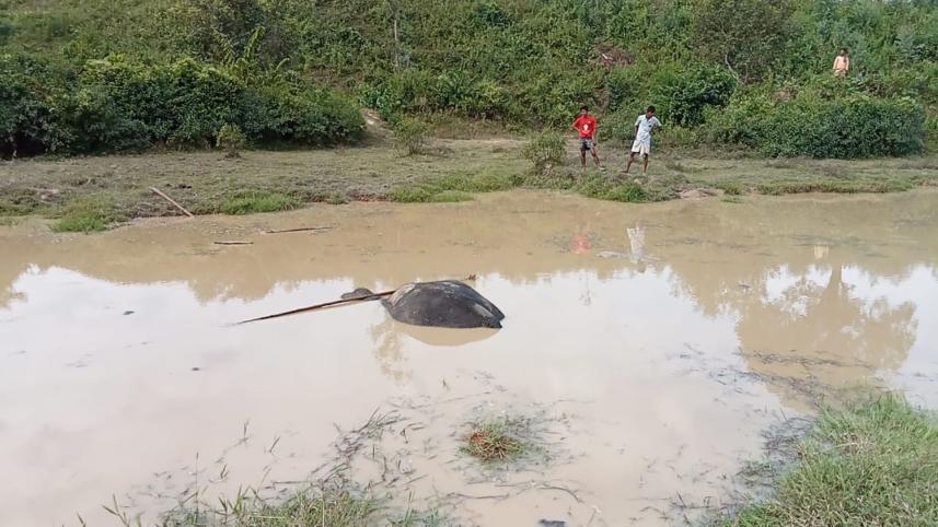 elephant_body.jpg