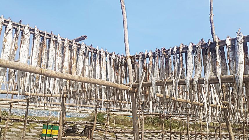 barguna-1.jpg
