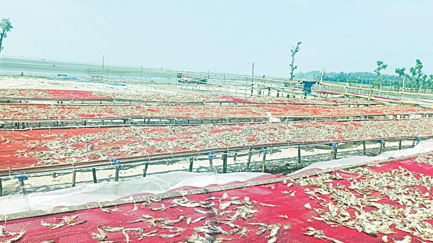 barguna-2.jpg