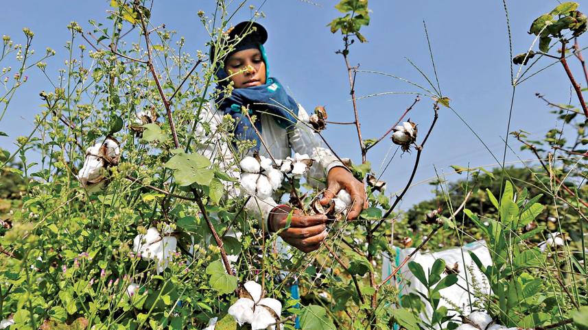 cotton.jpg