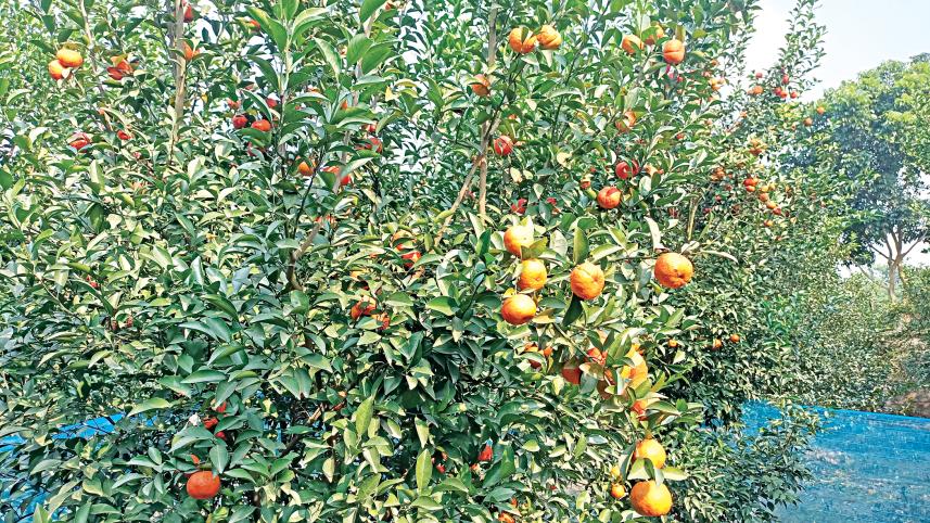 exotic-fruits.jpg