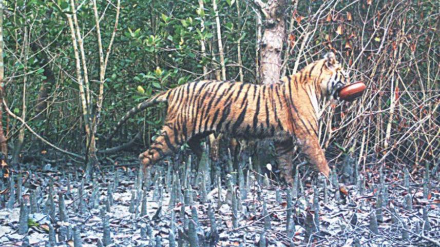 royal-bengal-tiger.jpg
