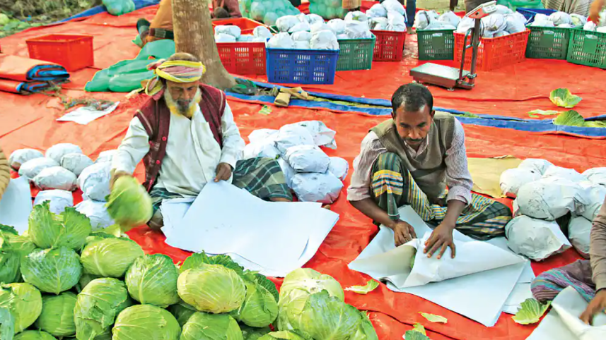 Jashore farmers all set to ship cabbage to Malaysia, Singapore, Taiwan