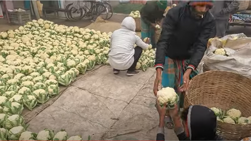 Jashore farmers all set to ship cabbage to Malaysia, Singapore, Taiwan