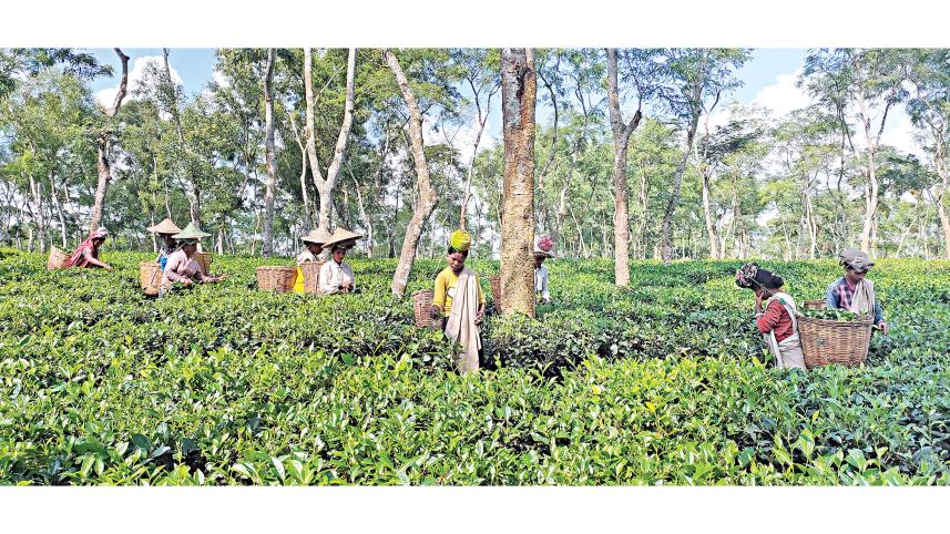 tea-production.jpg