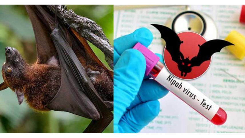 nipah-virus-final.jpg