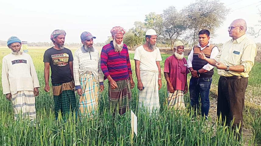 aman-paddy-2.jpg