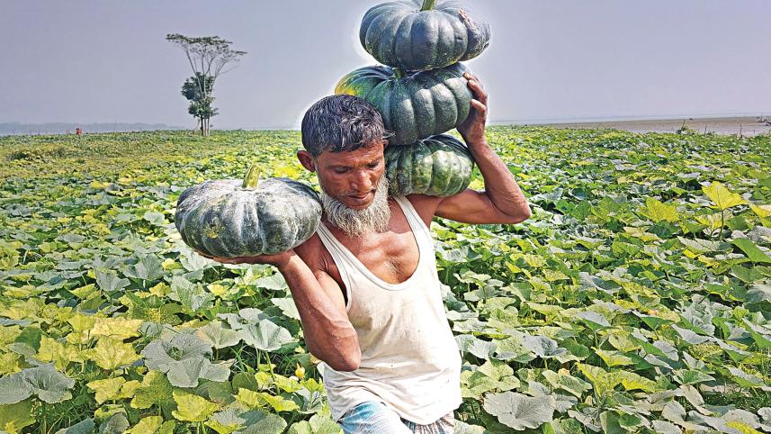 pumpkins.jpg