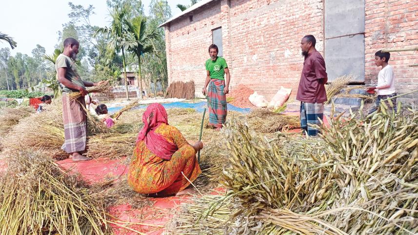 lalmonirhat_mustard.jpg