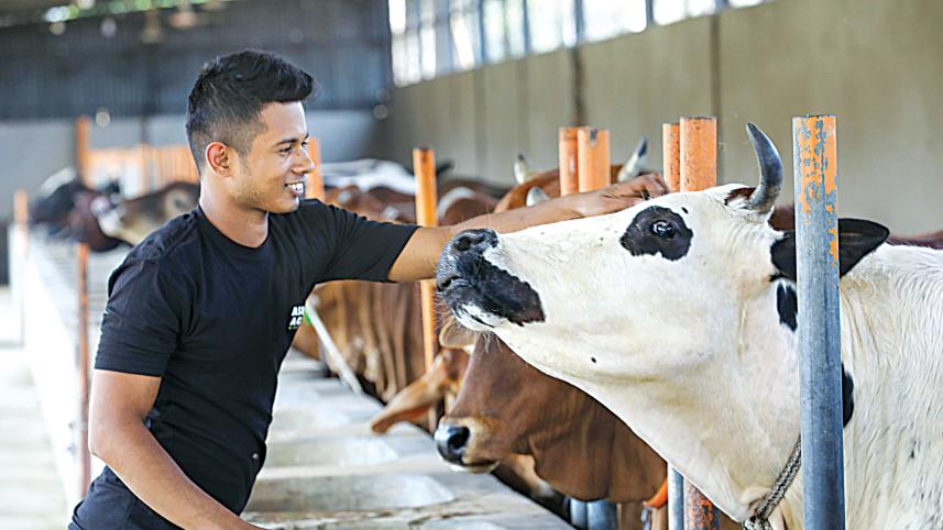 cattle_farm1.jpg