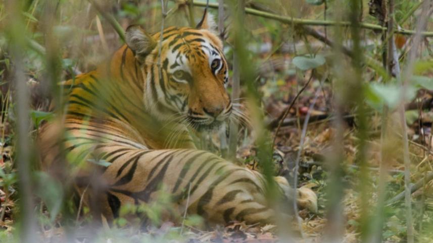 royal_bengal_tiger.jpg