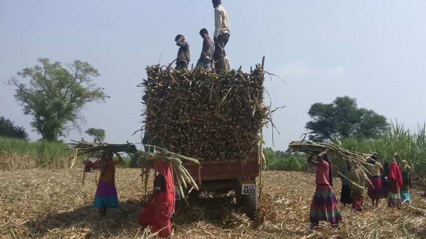 indian-sugar-prices.jpg