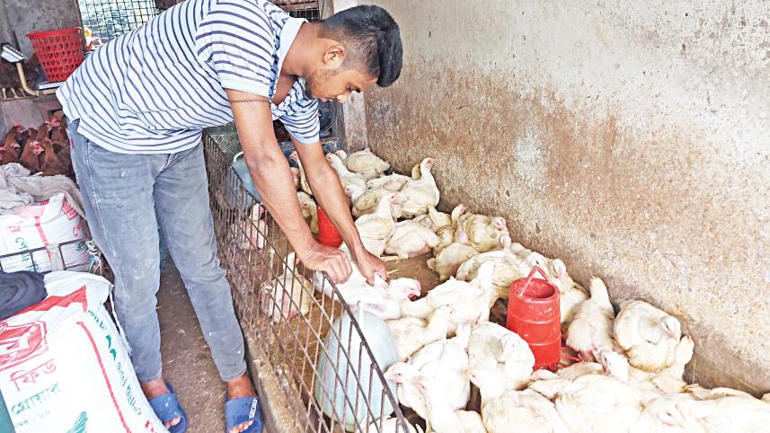 chicken price hike