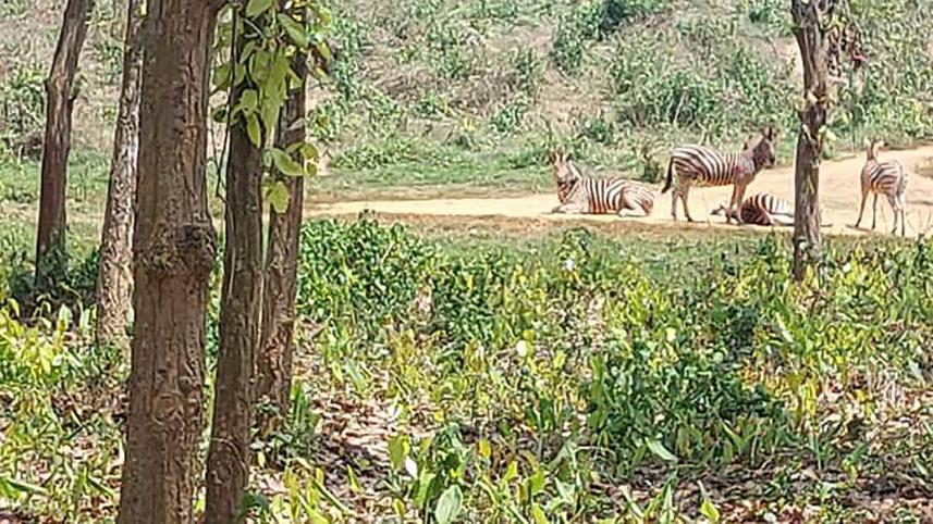 zebra.jpg