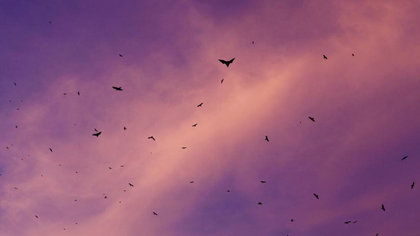 oc21_birds_2_poem.jpg
