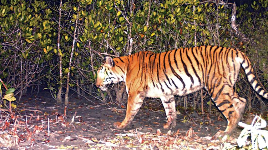 tiger_08052023_44c0_mor_cmy.jpg