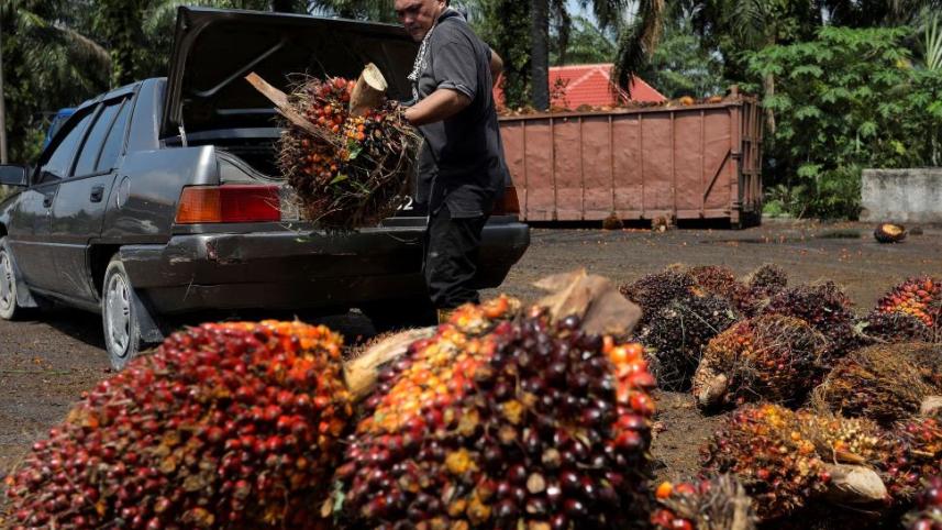palm oil