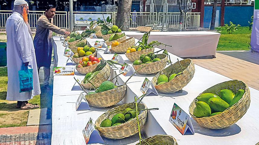 khulna_mango-13.jpg