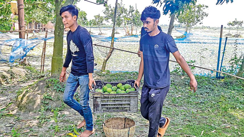 khulna_mango-18.jpg