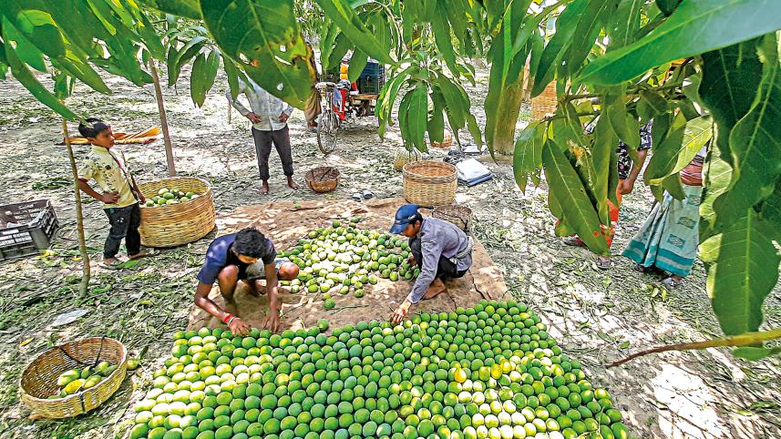 khulna_mango-21.jpg