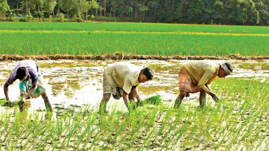 Aman growers to get Tk 33.2 crore govt incentive