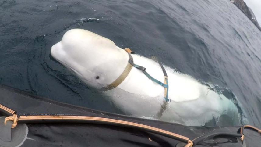 whale-web.jpg