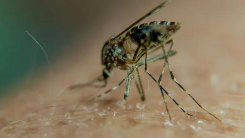 chikungunya.jpg