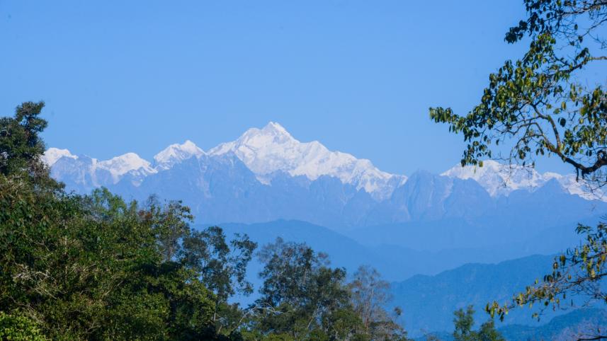 Himalayan