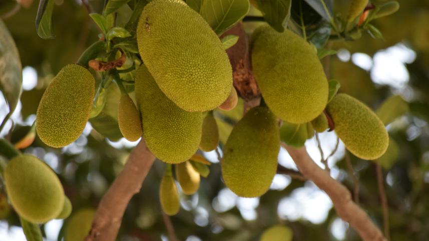 Nutritional benefits of jackfruit 